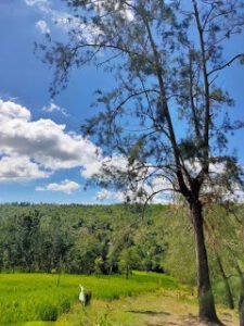 KOLAM LIHU NUNU BTN KOLHUA KOTA KUPANG NUSA TENGGARA TIMUR INDONESIA 10 225x300