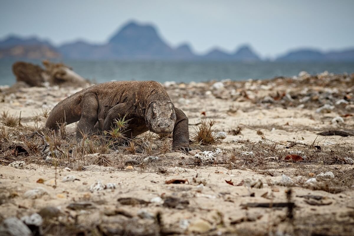 Labuan Bajo masuk 5 Destinasi Super Prioritas - Komodo