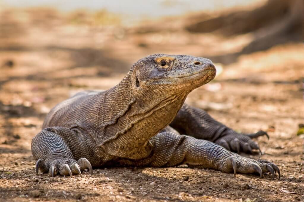 Komodo dalam arsip perjalanan ke taman nasional