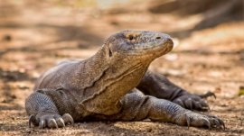 Labuan Bajo pintu masuk ke Taman Nasional Komodo