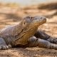 Labuan Bajo pintu masuk ke Taman Nasional Komodo