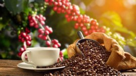 Kamu Pecinta Kopi Wajib ikut Festival Ini