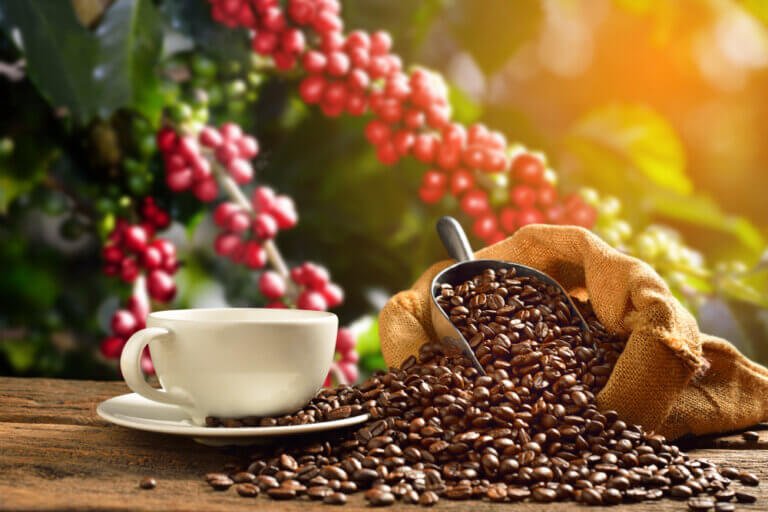 Kamu Pecinta Kopi Wajib ikut Festival Ini