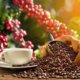 Kamu Pecinta Kopi Wajib ikut Festival Ini