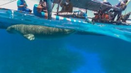 Wisata Mawar Dugong