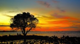 Pohon Jomblo dan Sunset di Pantai Oesapa - Kombinasi yang Wajib Kamu Kunjungi