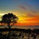 Pohon Jomblo dan Sunset di Pantai Oesapa - Kombinasi yang Wajib Kamu Kunjungi